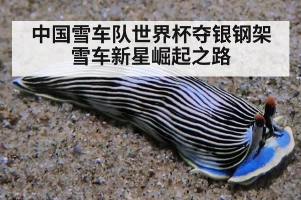 中国雪车队世界杯夺银钢架雪车新星崛起之路